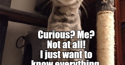 Curious? Me?