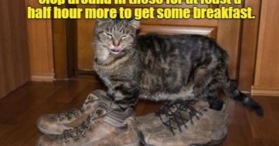 Subtle cat lacks subtlety