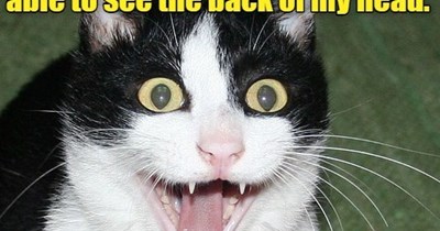 Is a heart rate of 406 normal?