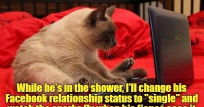 Catty Cat is very catty