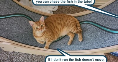 Classic chicken and the egg situation