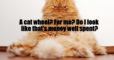 Don't need no cat wheel