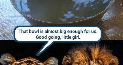 Lions and tigers and kitties, oh my!