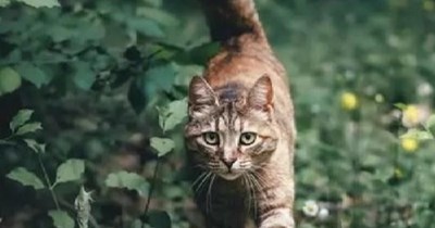 "The Cat Who Came In From The Cold"