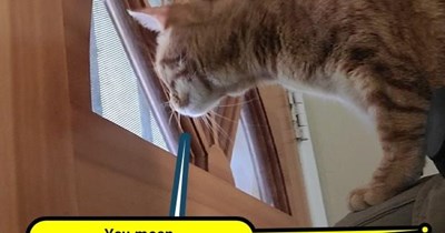 That's my orange cat