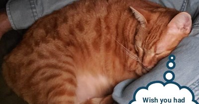 What's more important than serving as my pillow?