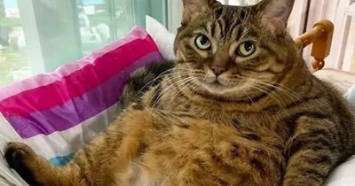 And the big bones... And the fat layer...