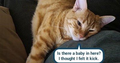 When your cat calls you out