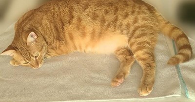 "Have an extra serving of cat love."