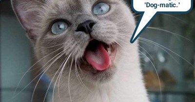 'Dogmatic,' daffynishun