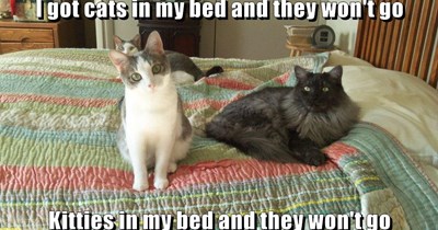 I got cats in my bed