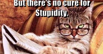 Ignorance can be educated. Craziness can be medicated. But there's no cure for Stupidity.