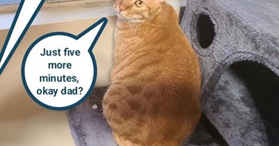 That's in cat time
