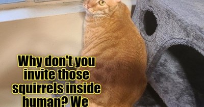Indoor squirrels for an indoor cat
