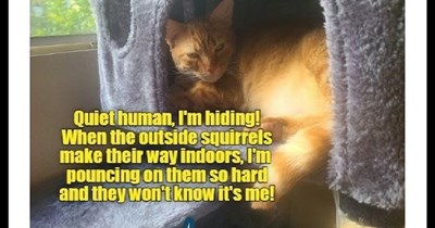 Fix my squirrel supply