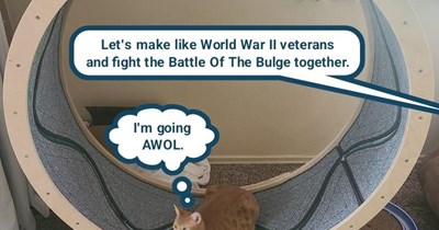 Count meowt