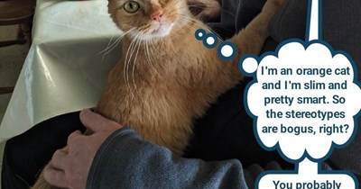 You're not a 'real' orange cat