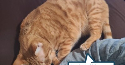 Kitty puts her foot, er paw, down