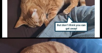 Angry sleepy kitty