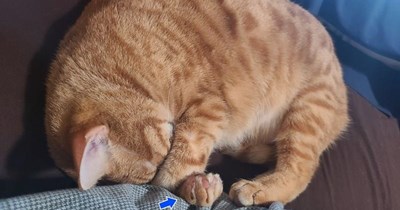 Efficiency cat