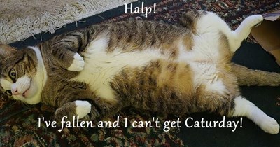 Halp!  I've fallen and I can't get Caturday!