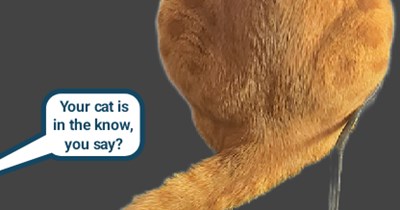 This cat's connected