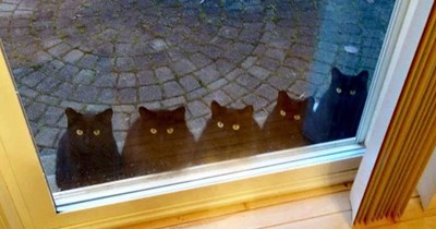 TO ALL THE CATS THAT MEOWED BEFORE  TO TRAVEL IN AND OUT MY DOOR