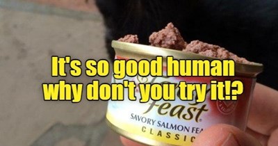 It's so good human why don't you try it!?
