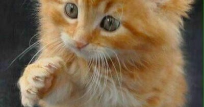 Who is the cutest kitten ever? Me! That would be me.