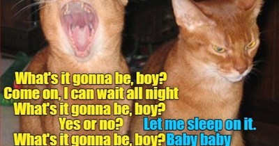 Purrradise by the Dashboard Light