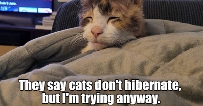 They say cats don't hibernate, but I'm trying anyway