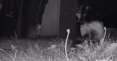 Azreal was now unsure as to whether to share the files.  She had no idea that her handler would be an opossum.