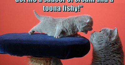 Don't You Talk Back To Me! I said :                      "Get me a saucer of cream and a                                  toona fishy!"