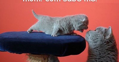 mom! com sabe me!