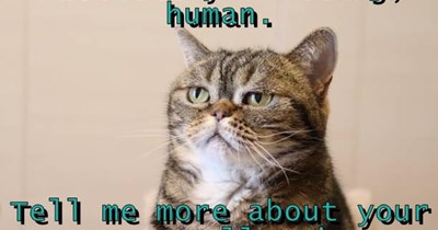 Yeah, ameowzing.