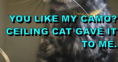 Gift from Ceiling Cat