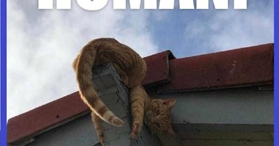 Fetch the ladder
