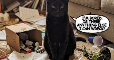 The bored cat