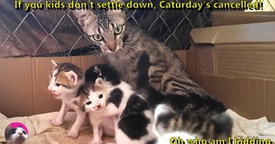 Caturday's cancelled!