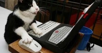 lolcat is a word!