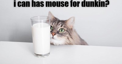 I can has mouse for dunkin?