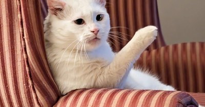Excuse me...