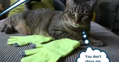 Glove cat is miffed