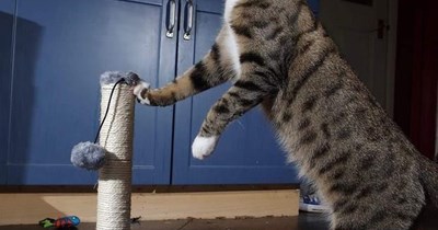 Who, me?