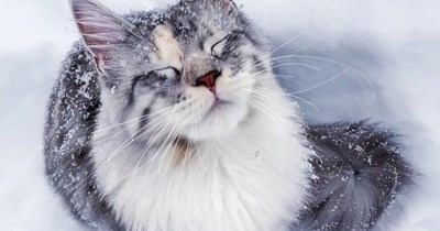 Snow superior