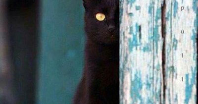 Very emo, much meow