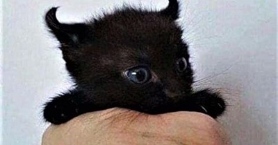 Kitteh overlord
