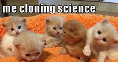 Infinite kittens!