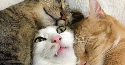 On snuggle limit