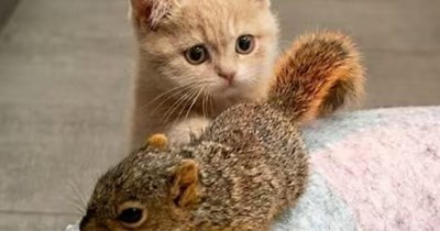 Who's wild here, really?